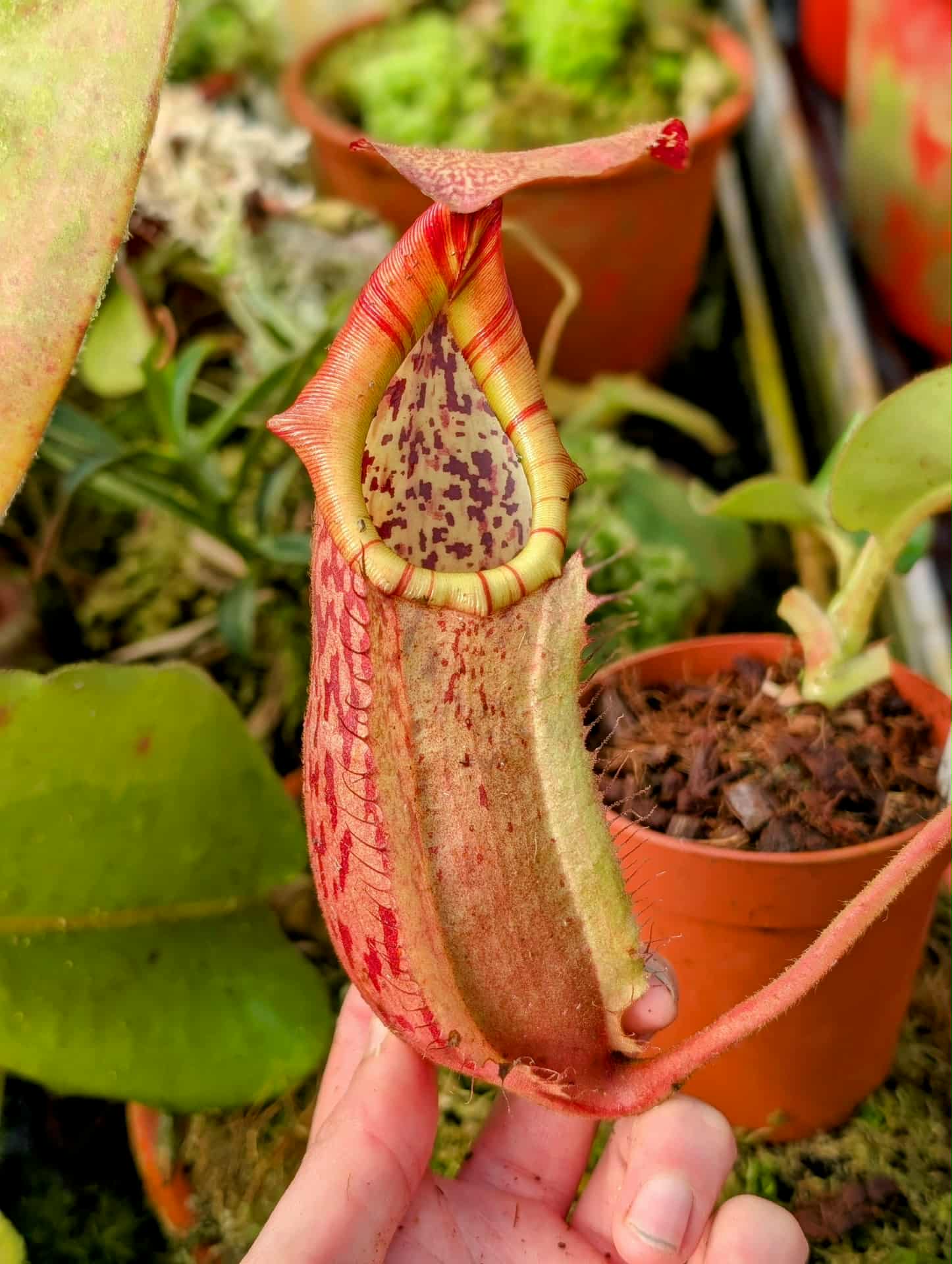963: N. veitchii (m) x boschiana - seedgrown - (25 cm)