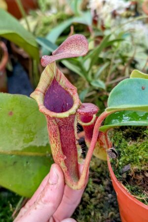 1009: N.[(lowii x veitchii) x boschiana] x [(veitchii x maxima x veitchii] x [spectabilis x (lowii x ventricosa)] - (16 cm)
