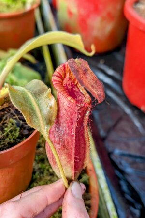 965: N. [(lowii x veitchii) x boschiana] x [(veitchii x maxima) x veitchii] x [(lowii x veitchii) x boschiana] - (19 cm)