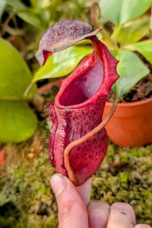 966: N. (veitchii x boschiana) - very squat x [(lowii x veitchii) x campanulata] - (16 cm)