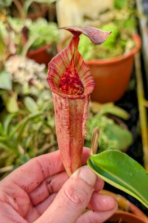 970: N.[(lowii x veitchii) x boschiana] x [(veitchii x maxima x veitchii] x [spectabilis x (lowii x ventricosa)] - (21 cm)