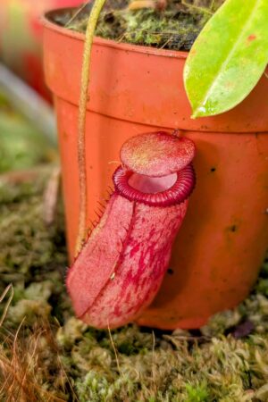 977: N. ventricosa x villosa - SG - (14 cm)