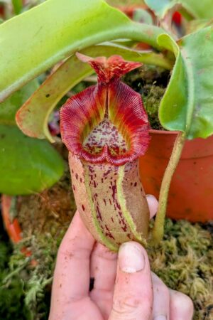 996: N. [(lowii x veitchii) x boschiana] x [(veitchii x maxima) x veitchii] x (lowii x veitchii) - yellow x boschiana - SG - (19 cm)