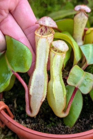 1018: N. clipeata  - SG - (13 cm)