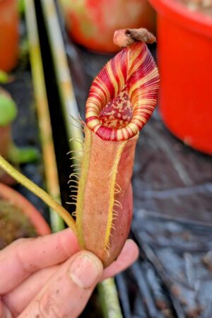 1010: N.[(lowii x veitchii) x boschiana] x [(veitchii x maxima x veitchii] x [spectabilis x (lowii x ventricosa)] - (18 cm)