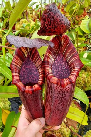 1050: N. [(lowii x veitchii) x  boschiana] x burbidgeae - CLONE 2 - RC - (27 cm)