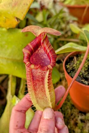 990: N. [(lowii x veitchii) x boschiana] x [(veitchii x maxima) x veitchii] x (lowii x veitchii) - yellow x boschiana - SG - (16 cm)