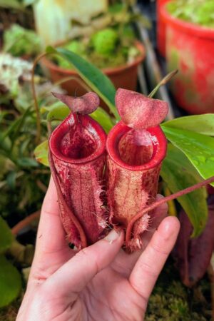 974: N. mira x [(lowi x veitchii) x campanulata] - SG - (26 cm)