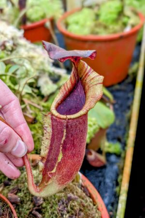 1021: N.[(lowii x veitchii) x boschiana] x [(veitchii x maxima x veitchii] x [spectabilis x (lowii x ventricosa)] - (23 cm)