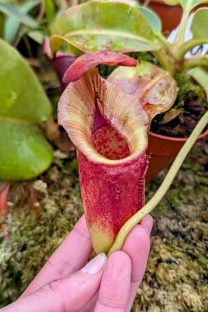 1022: N.[(lowii x veitchii) x boschiana] x [(veitchii x maxima x veitchii] x [spectabilis x (lowii x ventricosa)] - (18 cm)