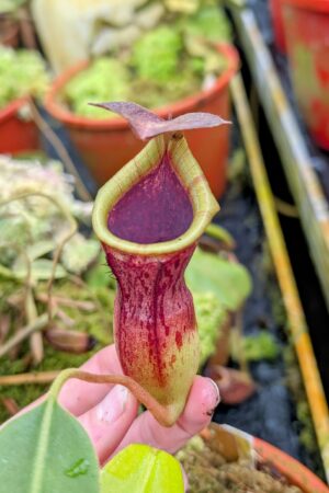 1023: N.[(lowii x veitchii) x boschiana] x [(veitchii x maxima x veitchii] x [spectabilis x (lowii x ventricosa)] - (16 cm)