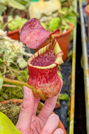 1024: N. (veitchii x boschiana) - very squat x [(lowii x veitchii) x campanulata] - (24 cm)