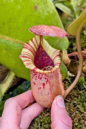 1025: N.[(lowii x veitchii) x boschiana] x [(veitchii x maxima x veitchii] x [spectabilis x (lowii x ventricosa)] - (16 cm)