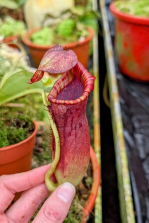 1026: N.[(lowii x veitchii) x boschiana] x [(veitchii x maxima x veitchii] x [spectabilis x (lowii x ventricosa)] - (18 cm)