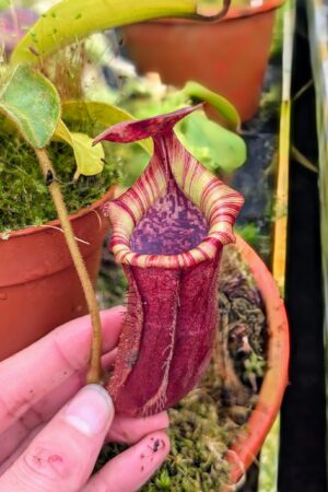 1027: N.[(lowii x veitchii) x boschiana] x [(veitchii x maxima x veitchii] x [spectabilis x (lowii x ventricosa)] - (15 cm)