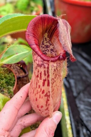 1028: N.[(lowii x veitchii) x boschiana] x [(veitchii x maxima x veitchii] x [spectabilis x (lowii x ventricosa)] - (24 cm)