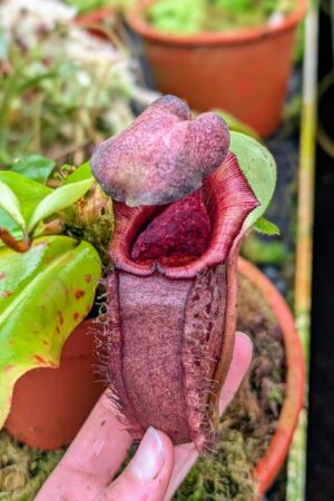 1029: N.[(lowii x veitchii) x boschiana] x [(veitchii x maxima x veitchii] x [spectabilis x (lowii x ventricosa)] - (19 cm)