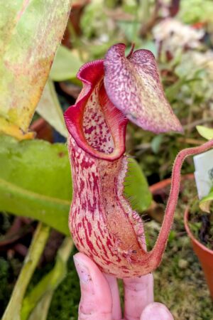 1031: N. (veitchii x boschiana) - very squat x [(lowii x veitchii) x campanulata] - (17 cm)