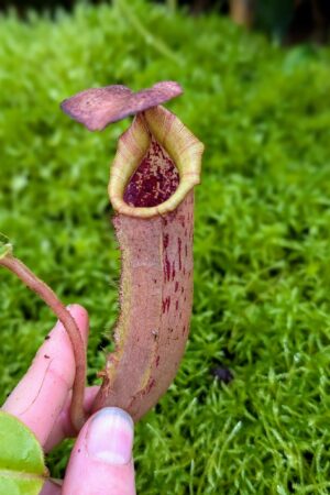 1035: N.[(lowii x veitchii) x boschiana] x [(veitchii x maxima x veitchii] x [spectabilis x (lowii x ventricosa)] - (20 cm)