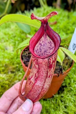 1036: N. (veitchii x boschiana) - very squat x [(lowii x veitchii) x campanulata] - (16 cm)