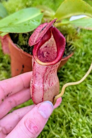 1037: N. (veitchii x boschiana) - very squat x [(lowii x veitchii) x campanulata] - (15 cm)