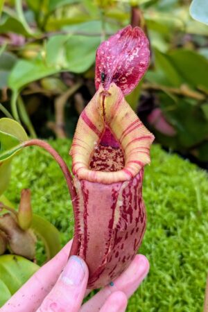 1038: N.[(lowii x veitchii) x boschiana] x [(veitchii x maxima x veitchii] x [spectabilis x (lowii x ventricosa)] - (23 cm)