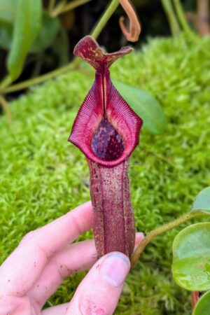 1039: N. (veitchii x boschiana) - very squat x [(lowii x veitchii) x campanulata] - (16 cm)