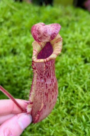 1040: N.[(lowii x veitchii) x boschiana] x [(veitchii x maxima x veitchii] x [spectabilis x (lowii x ventricosa)] - (18 cm)