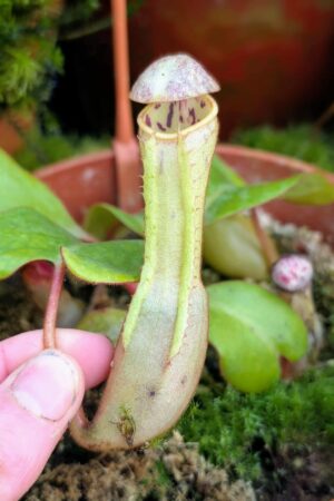 1016: N. clipeata  - SG - (14 cm)