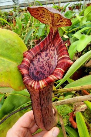 1058: N. spectabilis x (lowii x ventricosa) -  Huge - RC - (23 cm)