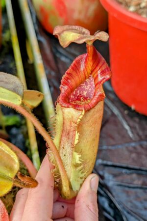 973: N. [(lowii x veitchii) x boschiana] x [(veitchii x maxima) x veitchii] x (eymae x veitchii) (A) - (22 cm)
