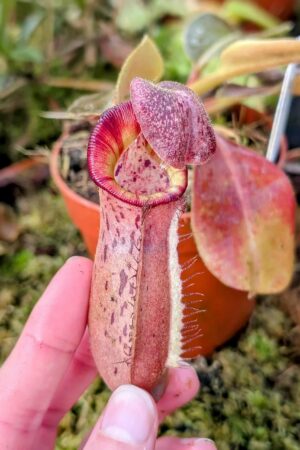 999: N. [(lowii x veitchii) x boschiana] x [(veitchii x maxima) x veitchii] x (lowii x veitchii) - yellow x boschiana - SG - (16 cm)