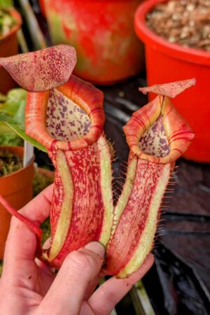 962: N. veitchii (m) x boschiana - seedgrown - (26 cm)