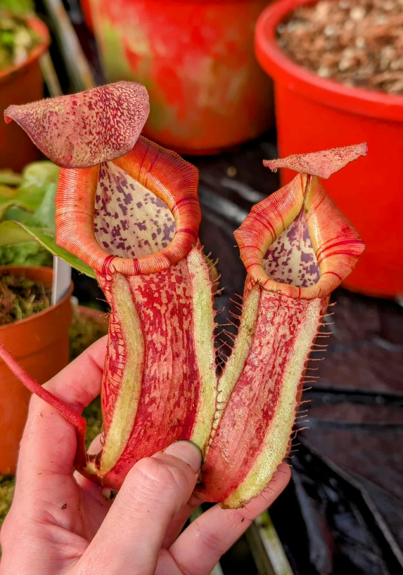 962: N. veitchii (m) x boschiana - seedgrown - (26 cm)