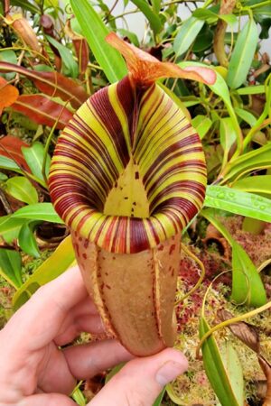 1053: N. bellii [(veitchii x maxima) veitchii] - super nice striped clone with squat pitchers - RC - (27 cm)
