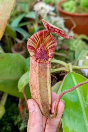 1000: N. [(lowii x veitchii) x boschiana] x [(veitchii x maxima) x veitchii] x (lowii x veitchii) - yellow x boschiana - SG - (16 cm)