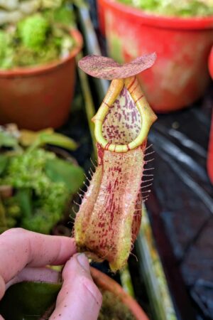 967: N. veitchii (m) x boschiana - seedgrown - (19 cm)