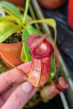 985: N. ventricosa x villosa - SG - (21 cm)