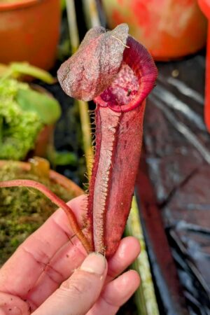 964: N. [(lowii x veitchii) x boschiana] x [(veitchii x maxima) x veitchii] x [(lowii x veitchii) x boschiana] - (24 cm)