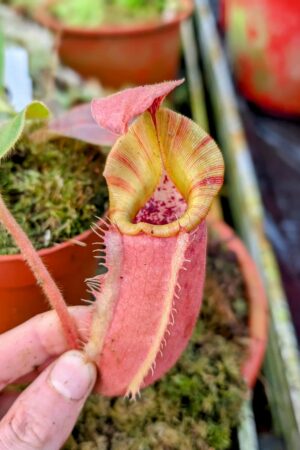 1001: N. [(lowii x veitchii) x boschiana] x [(veitchii x maxima) x veitchii] x (eymae x veitchii) (A) - (18 cm)