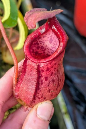 983: N. mira x [(lowi x veitchii) x campanulata] - SG - (19 cm)