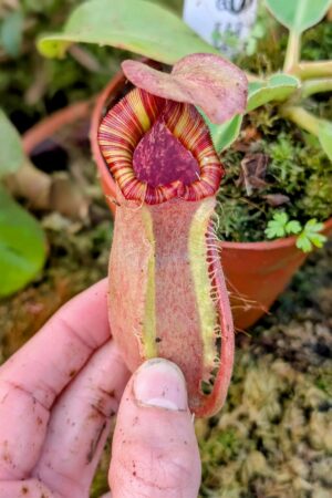 1003: N. [(lowii x veitchii) x boschiana] x [(veitchii x maxima) x veitchii] x [(lowii x veitchii) x boschiana] - (13 cm)