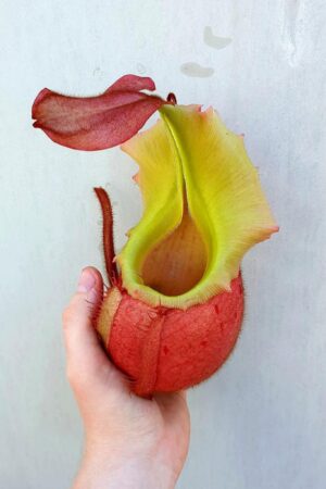 1067: N. veitchii (m) - best non-striped veitchii - BASAL (25cm)