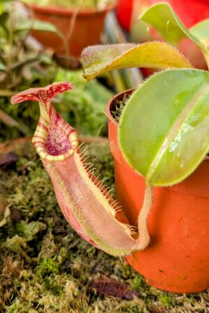 976: N. [(lowii x veitchii) x boschiana] x [(veitchii x maxima) x veitchii] x [(lowii x veitchii) x boschiana] - (16 cm)