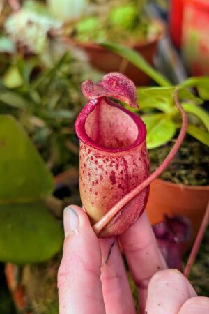 975: N. mira x [(lowi x veitchii) x campanulata] - SG - (16 cm)