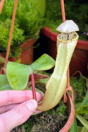 1013: N. clipeata  - SG - (18 cm)