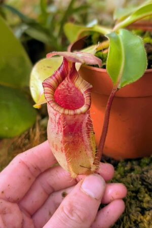 989: N. [(lowii x veitchii) x boschiana] x [(veitchii x maxima) x veitchii] x [(lowii x veitchii) x boschiana] - (13 cm)