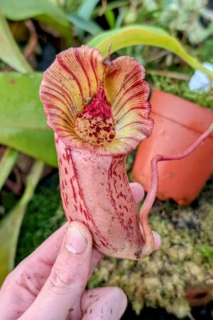 998: N.[(lowii x veitchii) x boschiana] x [(veitchii x maxima x veitchii] x [spectabilis x (lowii x ventricosa)] - (24 cm)