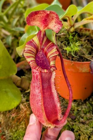 981: N. [(lowii x veitchii) x boschiana] x [(veitchii x maxima) x veitchii] x [(lowii x veitchii) x boschiana] - (19 cm)