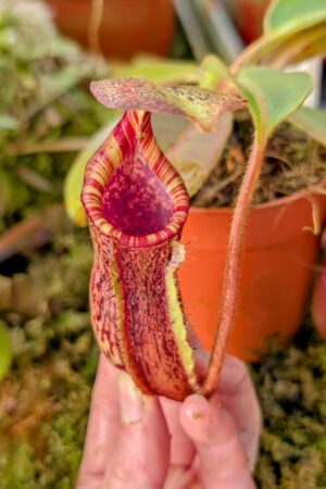 992: N. [(lowii x veitchii) x boschiana] x [(veitchii x maxima) x veitchii] x (lowii x veitchii) - yellow x boschiana - SG - (17 cm)